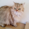 ふわふわで、長毛な猫ちゃん サムネイル3