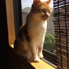 ネコの里親