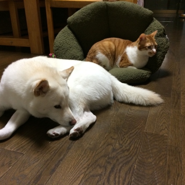 ネコの里親のカバー写真
