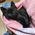 元気いっぱい！黒猫の男の子！生後1ヶ月半！