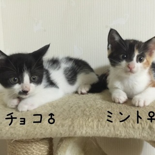 元気一杯可愛い兄妹、チョコ&ミント
