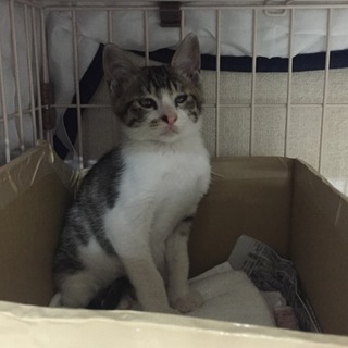キジ白オス子猫ちゃん