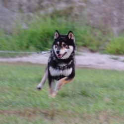 ラキ君、ご機嫌さんです・・・どこが噛み犬？