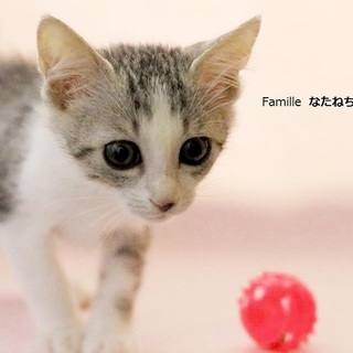 サバ白　なたねちゃん　里親募集中！