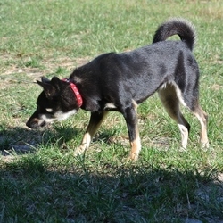 今日のノアちゃん～最高の家族を探そうね