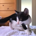 子猫の里親募集！