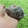 【再開】マウスベビー 里親募集☆ サムネイル5