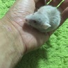 【再開】マウスベビー 里親募集☆ サムネイル6