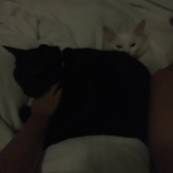 「ジジにゃん、だいすき♡」サムネイル1