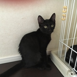 黒猫 ♂ 3ヶ月