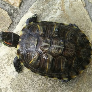 素敵な里親さまに出会うことができました