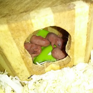 ジャンガリアンハムスター里親募集！