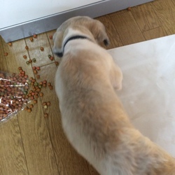 「僕にも ください…」サムネイル3