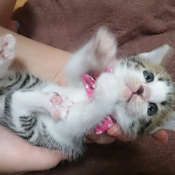 新入りネコちゃん