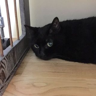 まだまだ元気なシニア猫ココちゃん