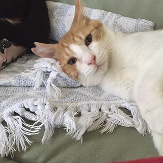 抱っこが大好きな茶白のリオくん