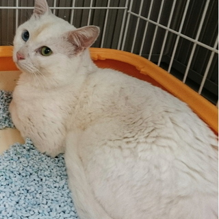 白猫オッドアイの男の子４歳