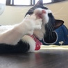 れおすこ