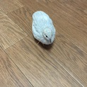 里親募集中
