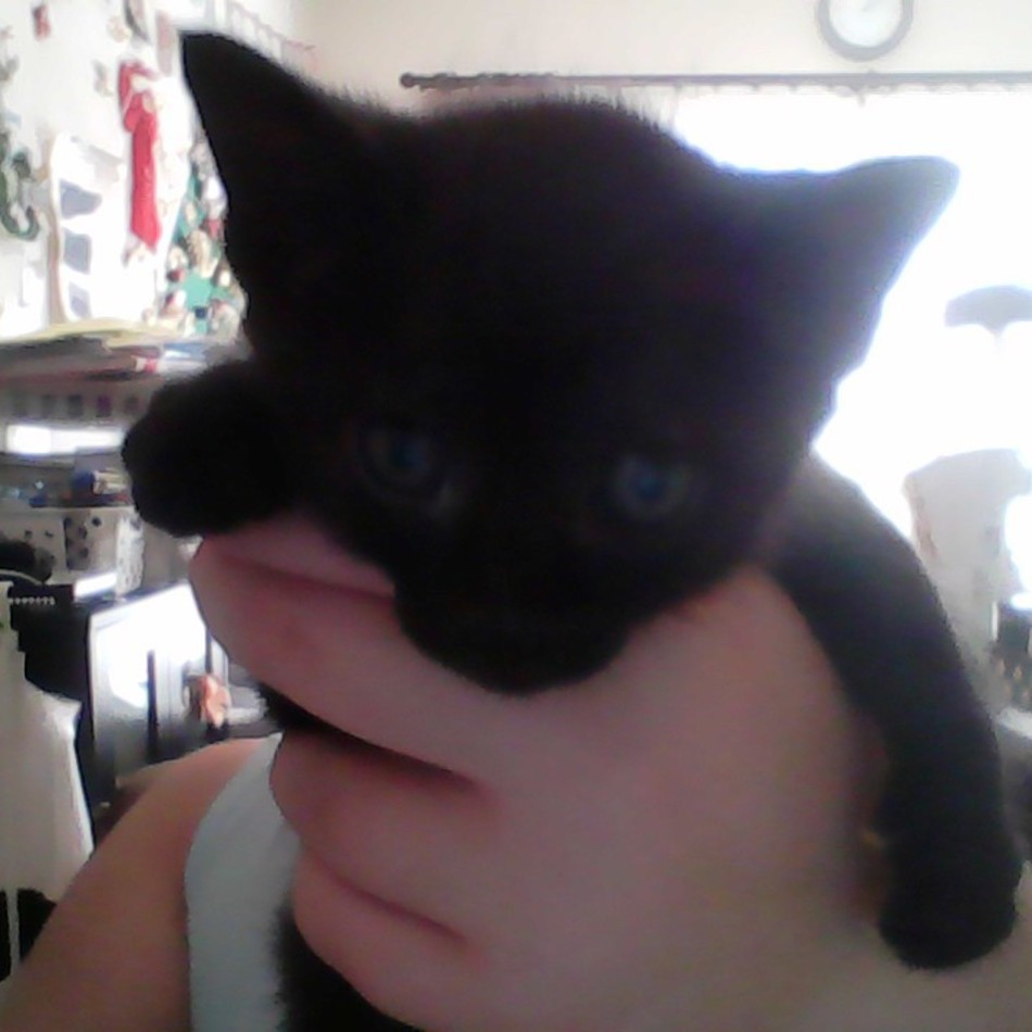 あやめのカバー写真