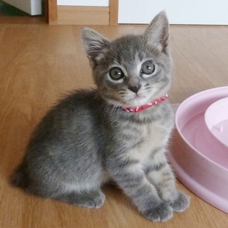 元気印のアマルちゃん