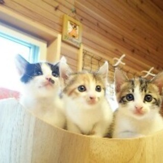 元気いっぱいの３子ニャンコ