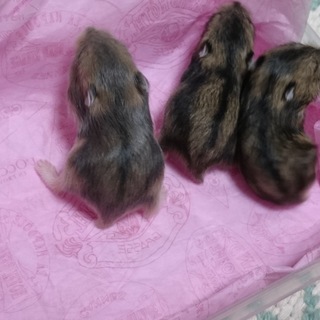 ジャンガリアンハムスターの里親さん決定しました。