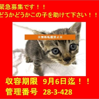 里親決定！！お迎えありがとうございました(^^♪