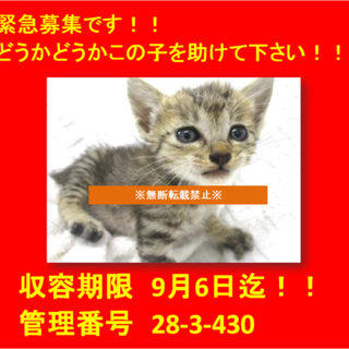 里親決定！！お迎えありがとうございました(^^♪