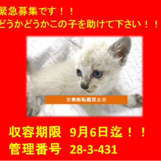 里親決定♪二匹兄弟でお迎えになりました！