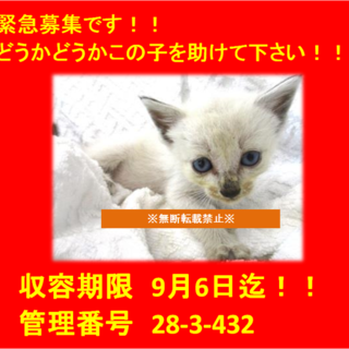 里親決定♪二匹兄弟でお迎えになりました！