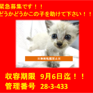 里親決定☆素敵なご家族に迎えられました♪感謝♡