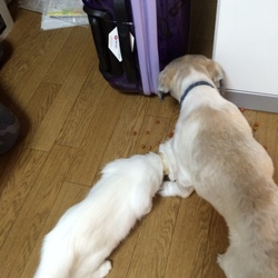 「腹が減っては戦が出来ぬ」サムネイル2