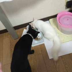 「腹が減っては戦が出来ぬ」サムネイル3