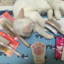 「ブラッシング」サムネイル1