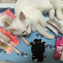 「ブラッシング」サムネイル2