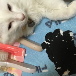 「ブラッシング」サムネイル3