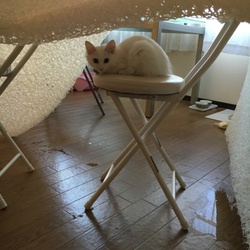 「9月中の手術は無理そうです。」サムネイル1