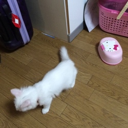 「9月中の手術は無理そうです。」サムネイル2