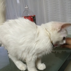 「9月中の手術は無理そうです。」サムネイル3