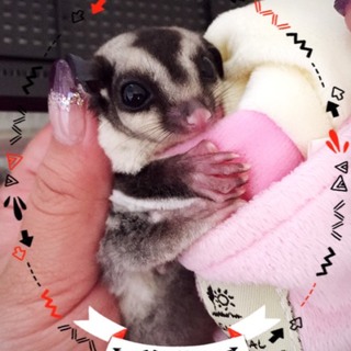 フクロウモモンガ♂の里親募集中です★