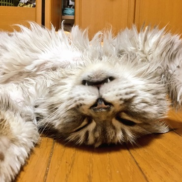 仰向けで寝るルナちゃん