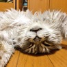 仰向けで寝るルナちゃん