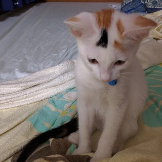 生後２か月の子猫