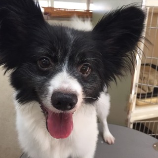 この子の家族を探しています