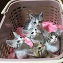 子猫達の里親様募集中♪(募集一時停止)