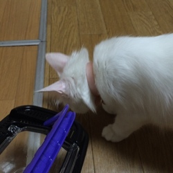 「グロ画像注意」サムネイル1