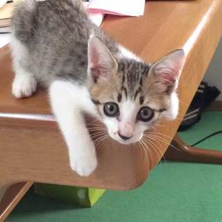 可愛いキジ白の子猫