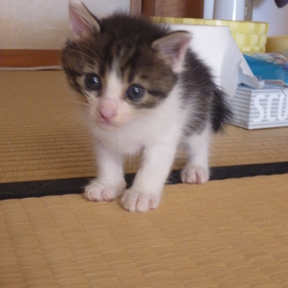 生後１か月の子猫 です