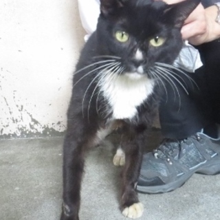 ハンサムな甘えっ子の白黒くん♪